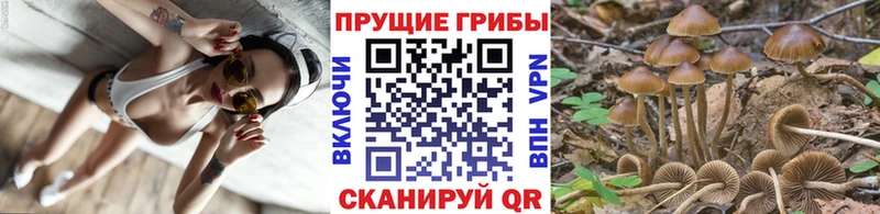 блэк спрут рабочий сайт  купить  сайты  Верхнеуральск  Галлюциногенные грибы Psilocybine cubensis 